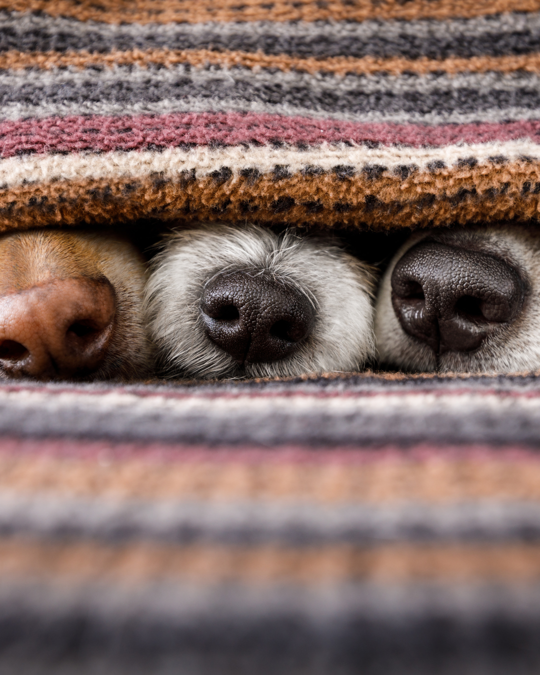 Tu hogar, protegido como nunca antes (15)