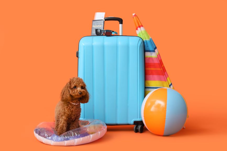 viajar con mascotas viajar con mascotas